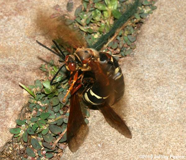 Eastern Cicada Killer (Sphecius speciosus)