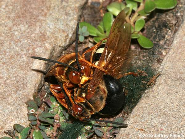 Eastern Cicada Killer (Sphecius speciosus)