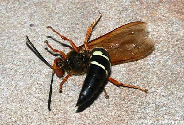 Eastern Cicada Killer (Sphecius speciosus)