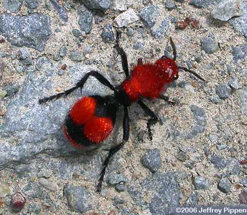 Red Velvet Ant, Cow Killer (Dasymutilla occidentalis)