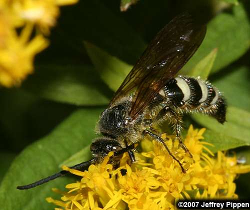 scoliid wasp (Campsomeris sp.)