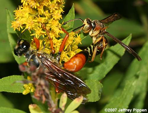 Great Golden Digger (Sphex ichneumoneus)