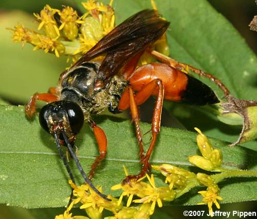 Great Golden Digger (Sphex ichneumoneus)