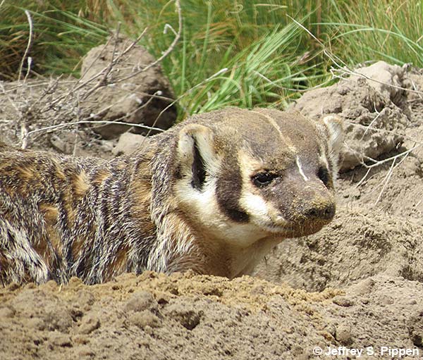 American Badger (Taxidea taxus)
