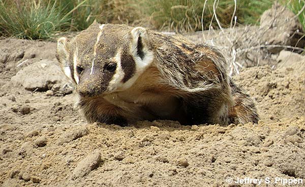 American Badger (Taxidea taxus)