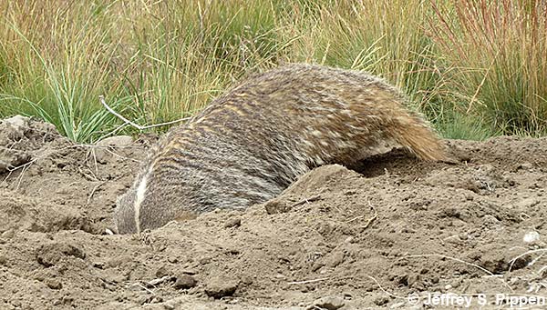 American Badger (Taxidea taxus)