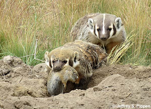 American Badger (Taxidea taxus)