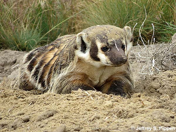 American Badger (Taxidea taxus)