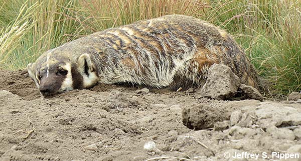 American Badger (Taxidea taxus)
