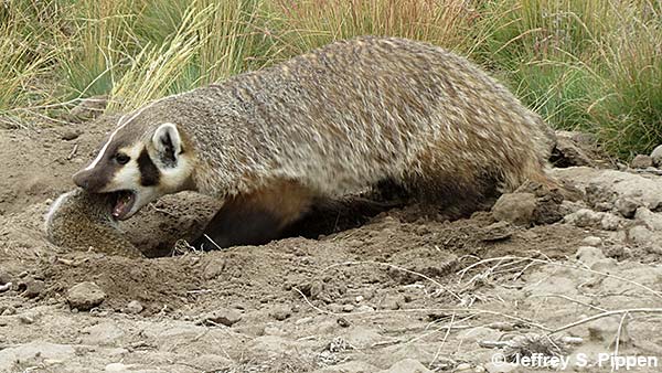 American Badger (Taxidea taxus)