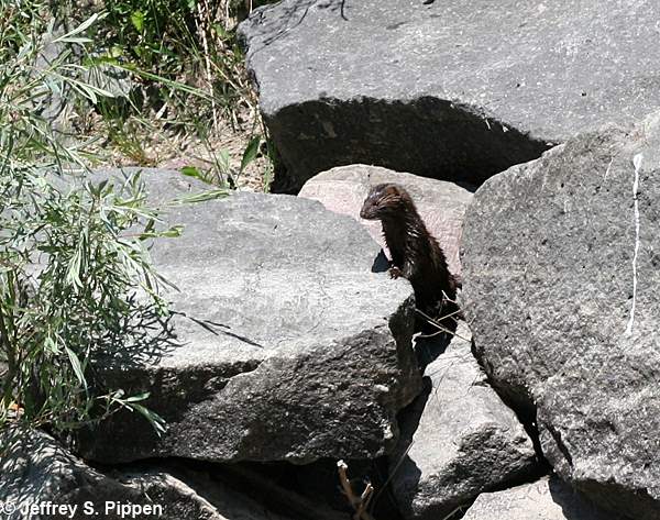 American Mink (Neovison vison)