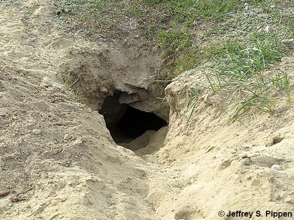 American Badger (Taxidea taxus) burrow
