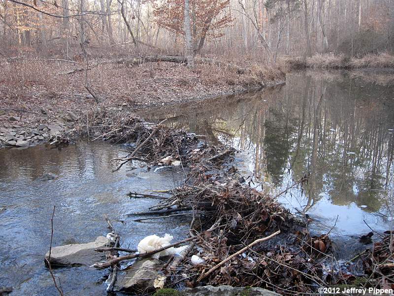 Beaver dam