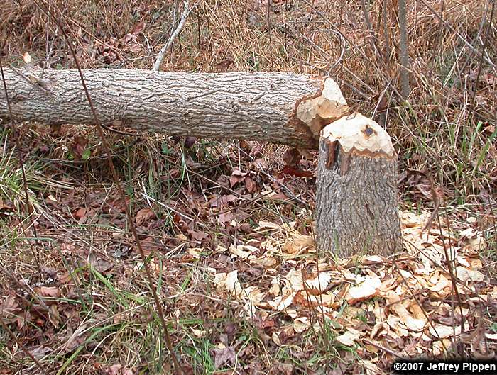 American Beaver (Castor canadensis)