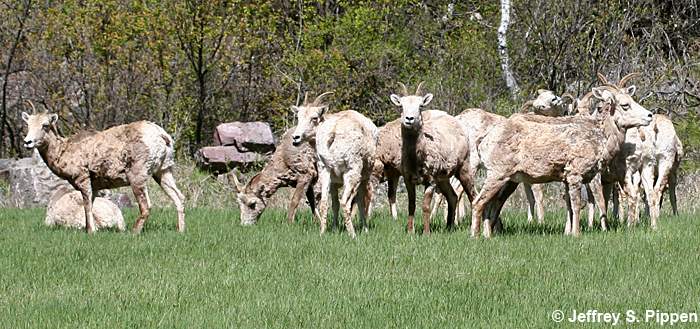Bighorn Sheep (Ovis canadensis)