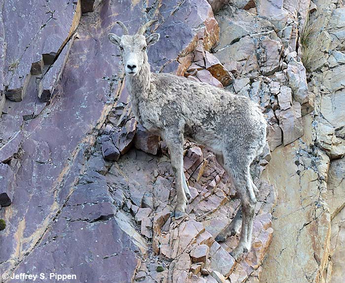 Bighorn Sheep (Ovis canadensis)