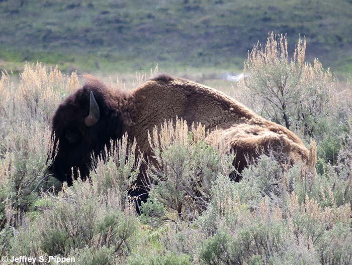 American Bison (Bison bison)
