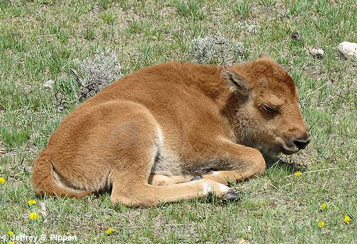 American Bison (Bison bison)