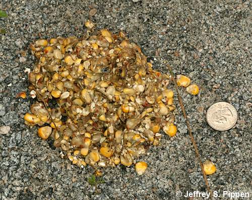 Black Bear (Ursus americanus)