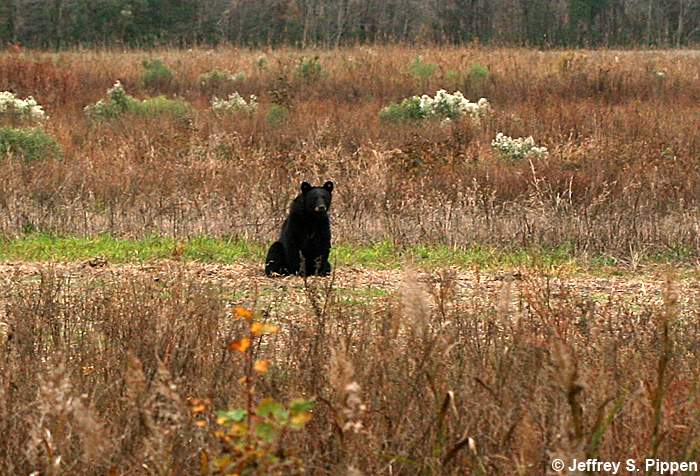 Black Bear (Ursus americanus)