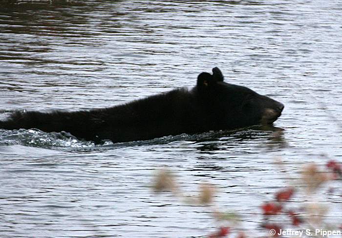 Black Bear (Ursus americanus)