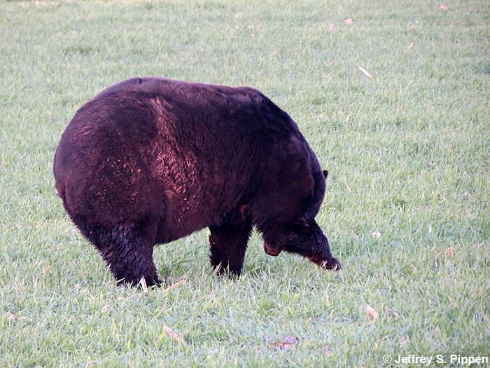Black Bear (Ursus americanus)