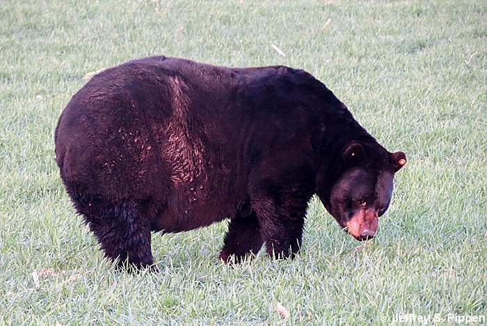 Black Bear (Ursus americanus)