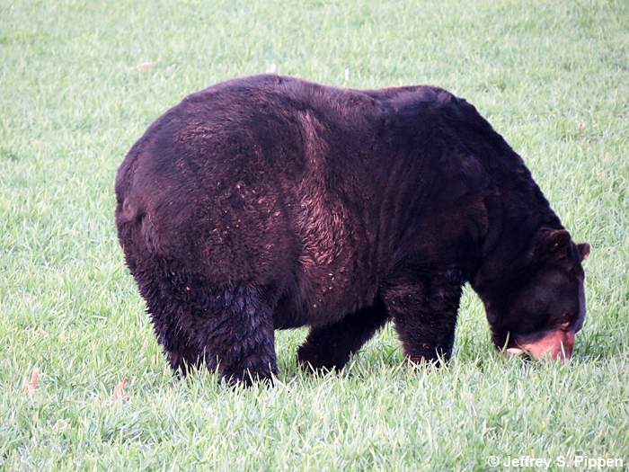 Black Bear (Ursus americanus)