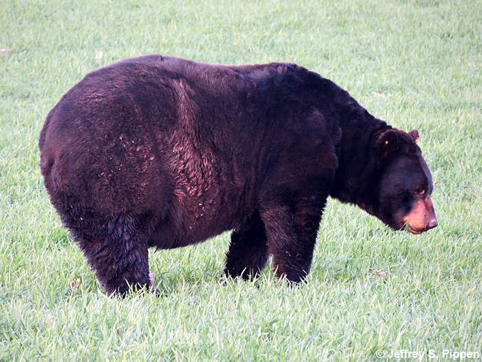 Black Bear (Ursus americanus)