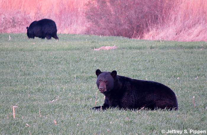 Black Bear (Ursus americanus)