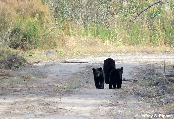 Black Bear (Ursus americanus)
