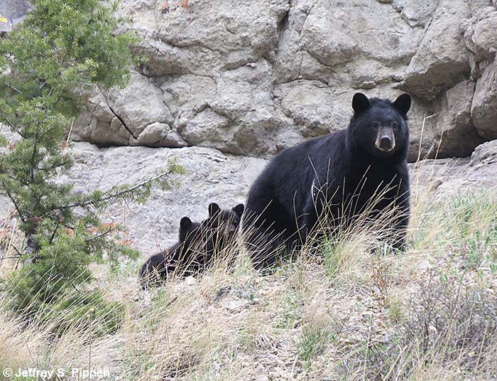 Black Bear (Ursus americanus)