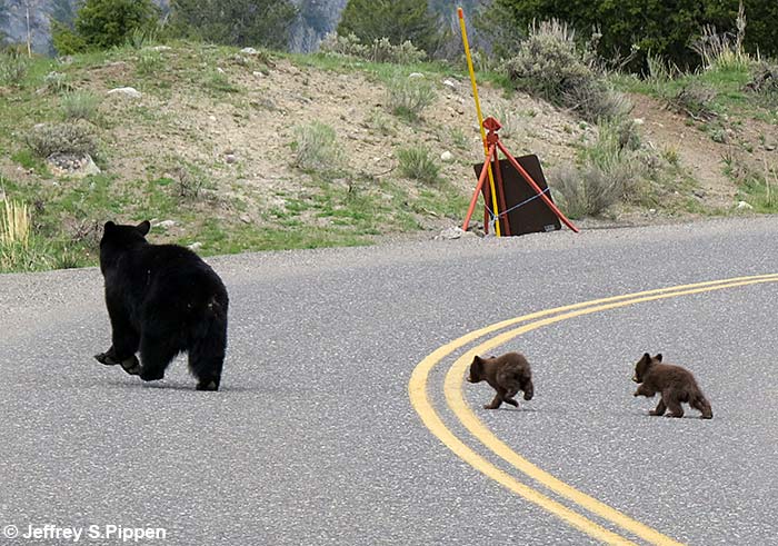 Black Bear (Ursus americanus)