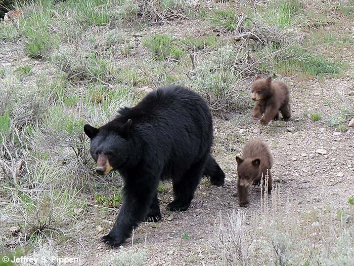 Black Bear (Ursus americanus)