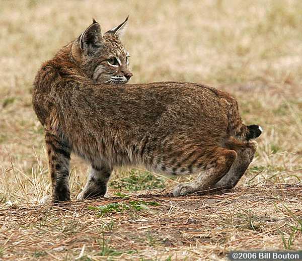 Bobcat (Lynx rufus)