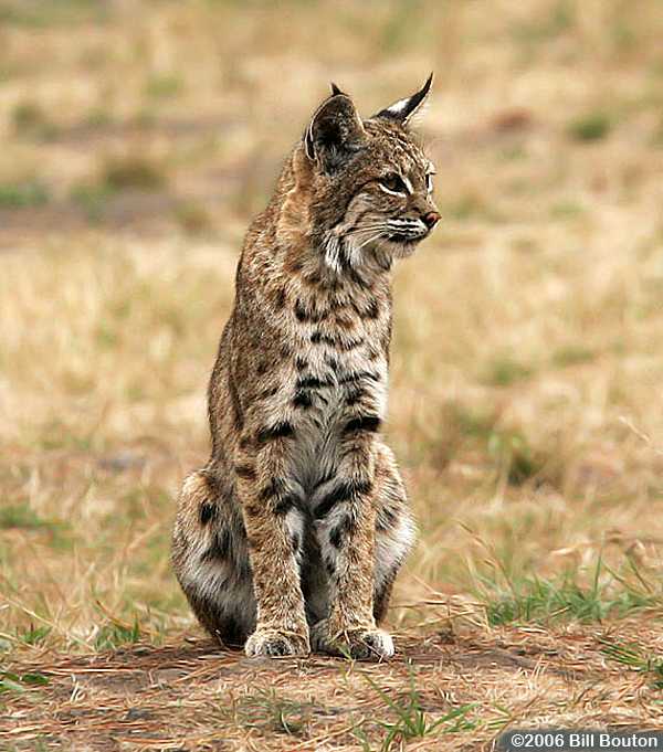 Bobcat (Lynx rufus)