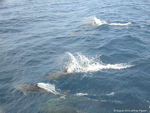 Offshore Bottlenose Dolphin