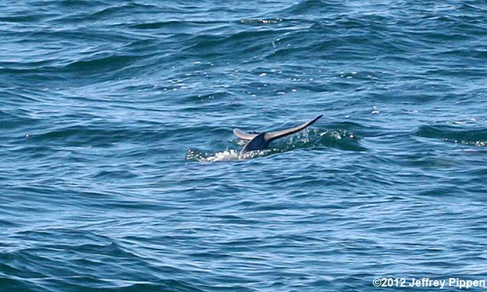 Nearshore Bottlenose Dolphin (Tursiops truncatus)