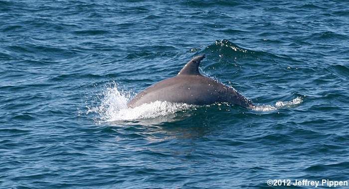Nearshore Bottlenose Dolphin (Tursiops truncatus)