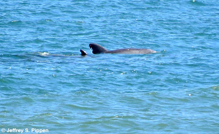Nearshore Bottlenose Dolphin (Tursiops truncatus)