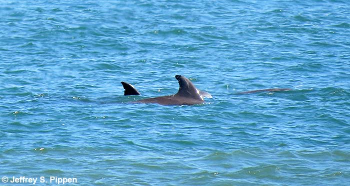 Nearshore Bottlenose Dolphin (Tursiops truncatus)