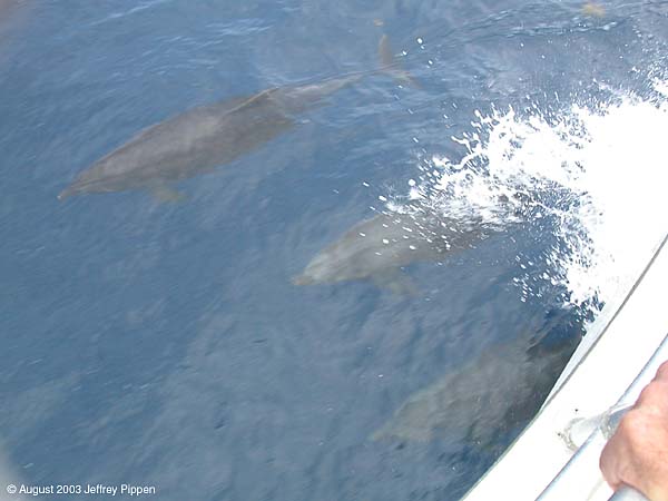 Offshore Bottlenose Dolphin