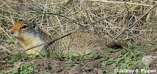 Columbian ground squirrel (Urocitellus columbianus)