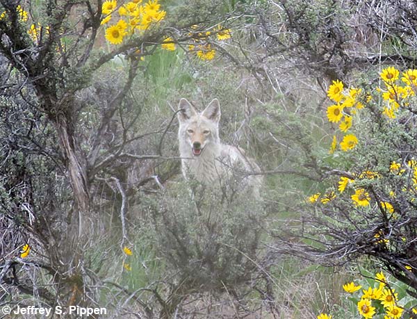 Coyote (Canis latrans)