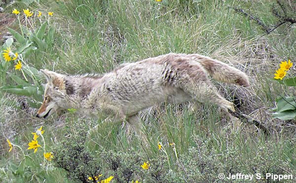 Coyote (Canis latrans)