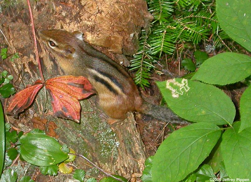 Eastern Chipmunk (Tamias striatus)