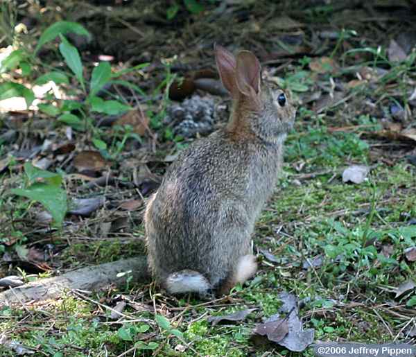 Eastern Cottontail (Sylvilagus floridanus)