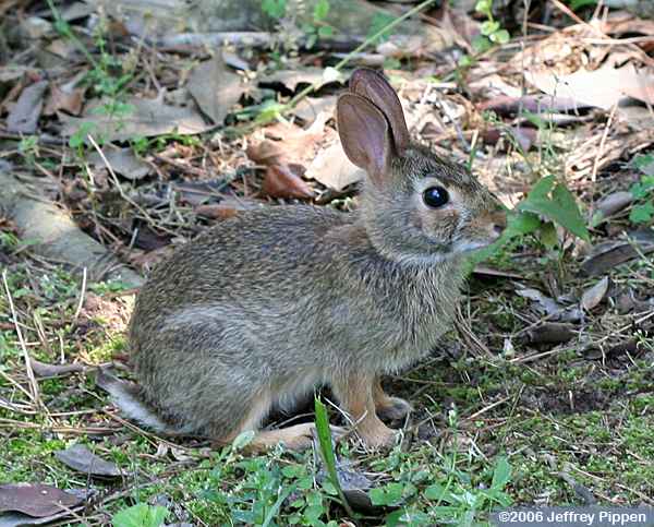 Eastern Cottontail (Sylvilagus floridanus)