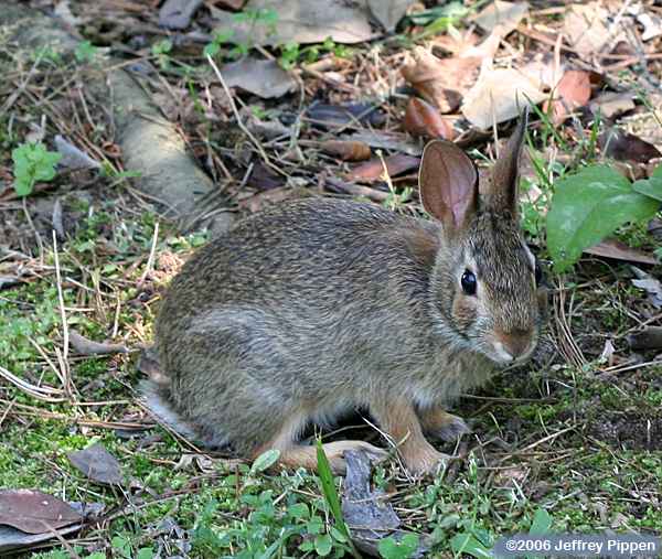 Eastern Cottontail (Sylvilagus floridanus)