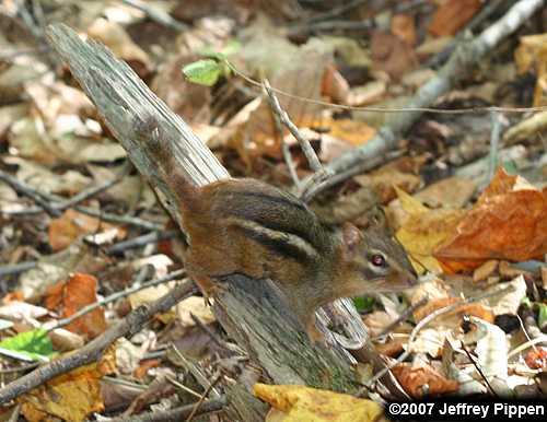 Eastern Chipmunk (Tamias striatus)